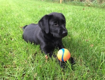 Chuckit ultra ball 0