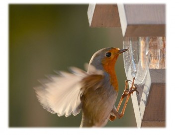 Vogel voeder pindakaas
